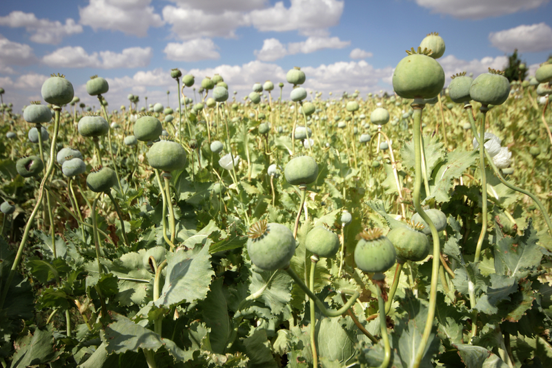 Imagen: Papaver somniferum. safakcakir / Shutterstock